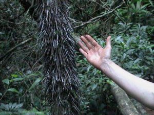 A Give And Take tree - Natural Superorganism