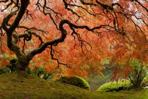 The Science Behind It - Natural Superorganism