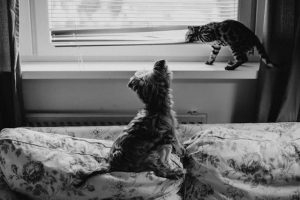 pet-blinds-and-thermal-curtains-for-green-living-room