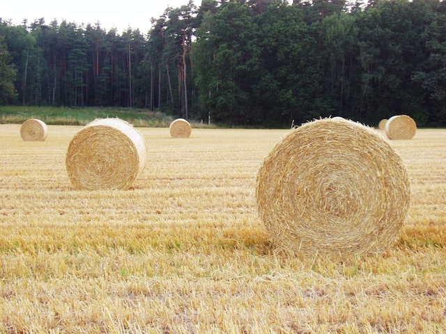 straw-bales-is-sustainable-biodegradable-building-materials