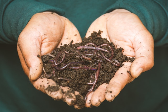 worm-farming-at-home-to-get-nutrientrich-fertilizer