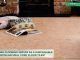 is-cork-flooring-with-cork-floor-tiles-sustainable