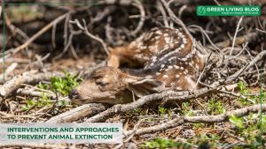 interventions-and-approaches-to-prevent-animal-extinction