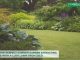 create-perfect-summer-garden-with-lawn-from-seed