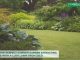 create-perfect-summer-garden-with-lawn-from-seed