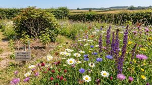 garden-filled-with-native-UK-wildflowers